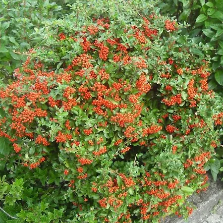 With Pool Near 5terre Firefly Villa Quaratica