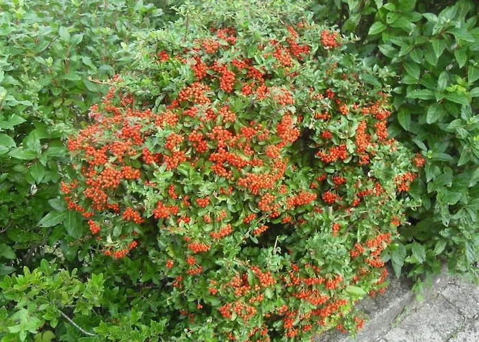 With Pool Near 5terre Firefly Villa Quaratica