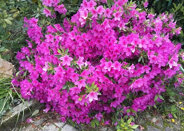 Villa With Pool Near 5terre Firefly *